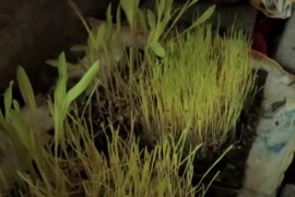 वडादशैं शुरु, आज घटस्थापना