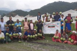 तरबुजा खेतीमा आइपिएम कृषक पाठशाला प्रभावकारी
