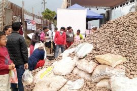 प्रकाश सपुतसहित चर्चित कलाकारको प्रस्तुतिसंगै आलु महोत्सव शनिबार समापन हुँदै
