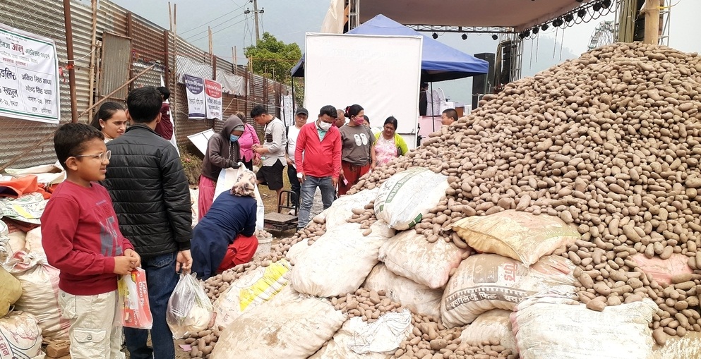  आलु उत्पादनको पहिचान बोकेको हेमजा महोत्सव सुक्रवारदेखि
